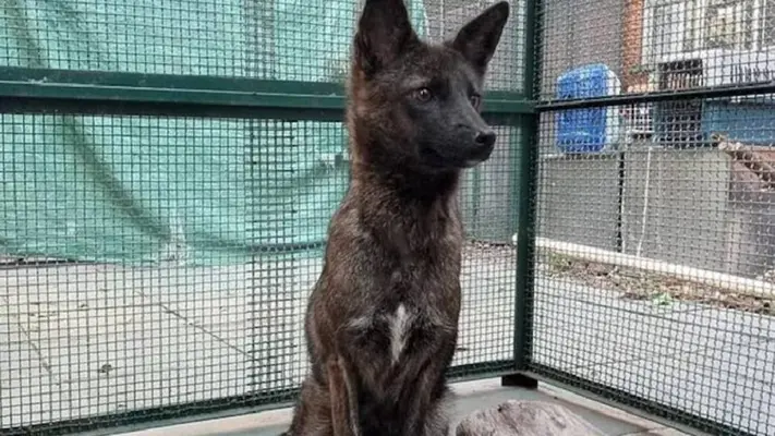 Dogxim: confirman que fue un híbrido real entre perro y zorro de las Pampas