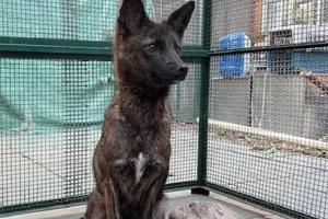 Dogxim: confirman que fue un híbrido real entre perro y zorro de las Pampas