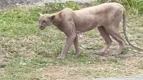 Captan a puma cazando un gato en Monterrey; autoridades emiten alerta en Sierra Alta