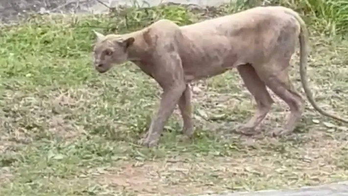 Captan a puma cazando un gato en Monterrey; autoridades emiten alerta en Sierra Alta