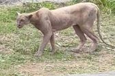 Captan a puma cazando un gato en Monterrey; autoridades emiten alerta en Sierra Alta