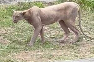 Captan a puma cazando un gato en Monterrey; autoridades emiten alerta en Sierra Alta