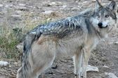 Lobo mexicano vuelve de la extinción con nueva zona de reintroducción en Durango