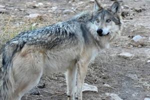 Lobo mexicano vuelve de la extinción con nueva zona de reintroducción en Durango