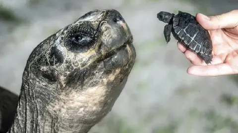 Goliat, la tortuga de Galápagos, se convierte en padre a los 135 años