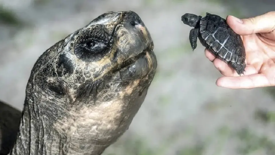 Goliat, la tortuga de Galápagos, se convierte en padre a los 135 años