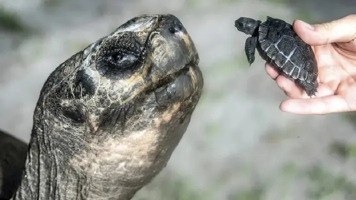 Goliat, la tortuga de Galápagos, se convierte en padre a los 135 años