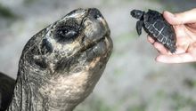 Goliat, la tortuga de Galápagos, se convierte en padre a los 135 años