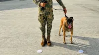 Generación FIFA: México implementará perros entrenados como seguridad para el Mundial 2026