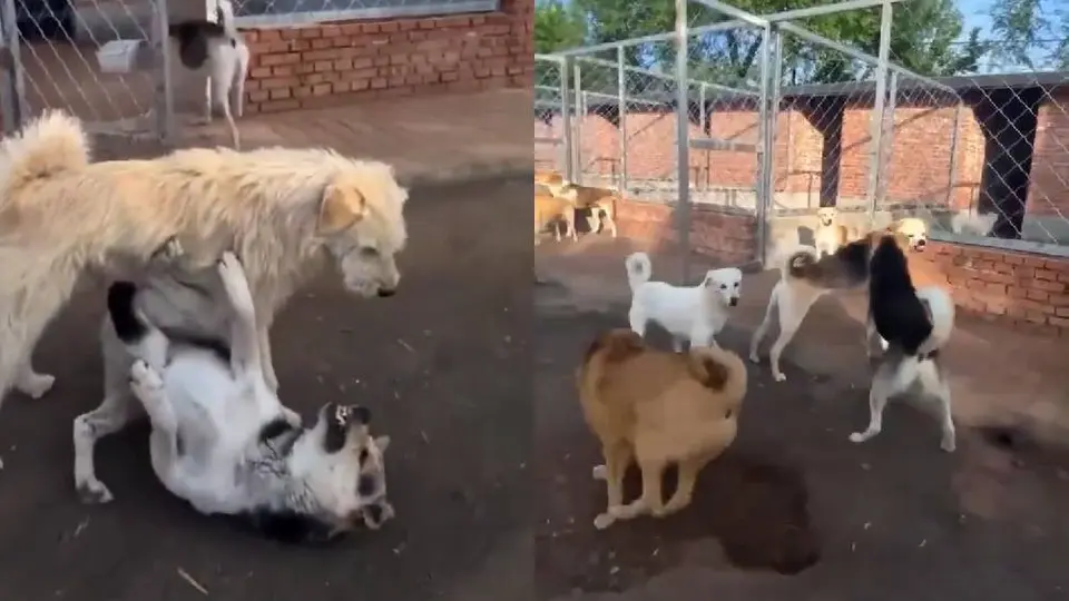 King Charles, el perrito que detiene peleas sin morder: se vuelve viral en redes