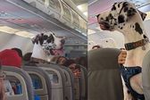 VIDEO: ¿Es legal viajar con tu perro en un avión? Un gran danés lo logró y se hizo viral