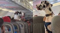 VIDEO: ¿Es legal viajar con tu perro en un avión? Un gran danés lo logró y se hizo viral