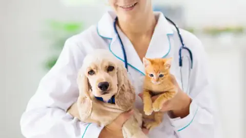 Esterilización gratuita: esteriliza a tu perro o gato a cambio de arroz o frijol