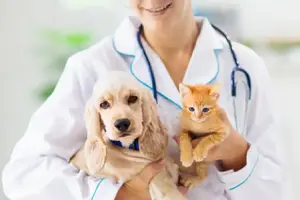 Esterilización gratuita: esteriliza a tu perro o gato a cambio de arroz o frijol