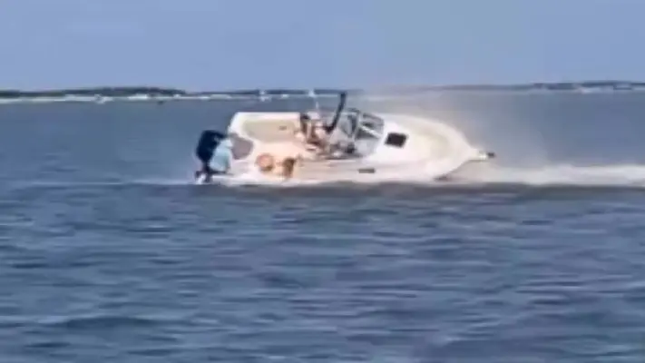 Muere una ballena tras chocar contra un bote en Nueva Jersey; un pasajero cayó al agua