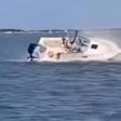 Muere una ballena tras chocar contra un bote en Nueva Jersey; un pasajero cayó al agua