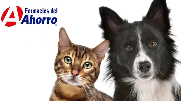 Farmacias del Ahorro ofrecerá consultas GRATIS para mascotas