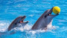 ¿Adiós a los shows con delfines? México prohíbe espectáculos con mamíferos marinos