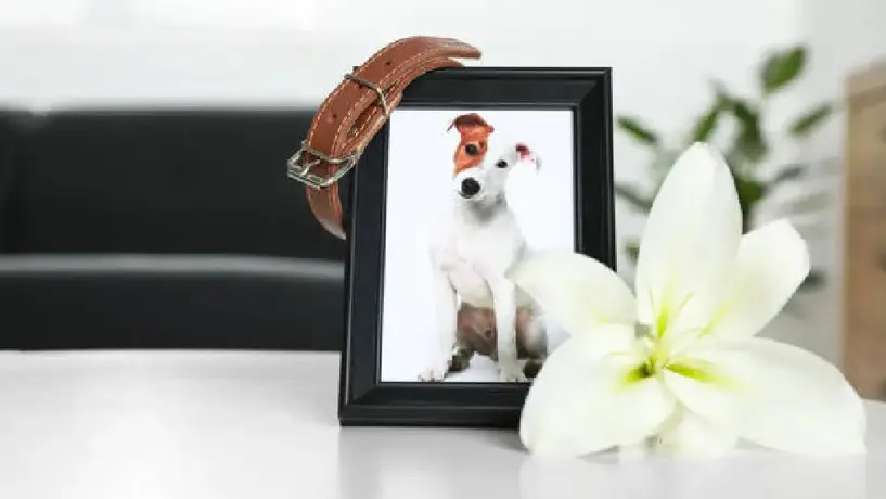 Funeraria J. García López ahora ofrece servicio funerario para tu mascota