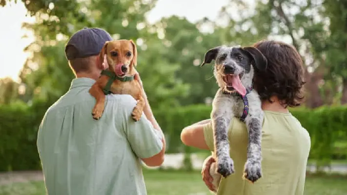 ¿El perro es tuyo o mío? CDMX prepara cambios para la custodia compartida de mascotas