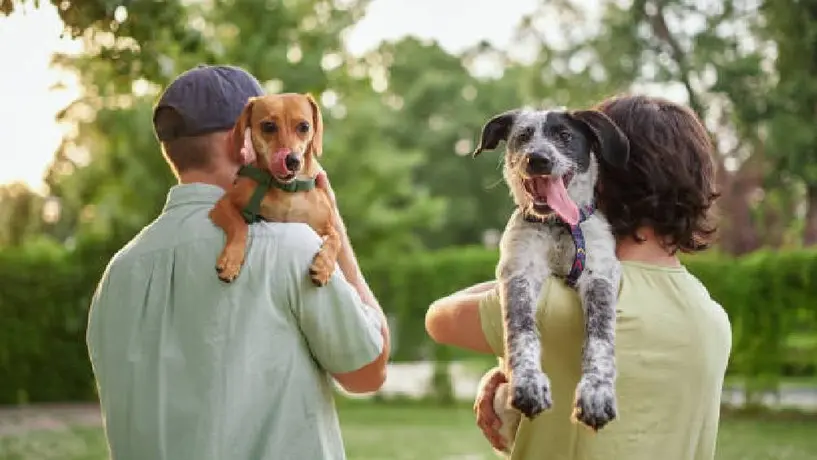 ¿El perro es tuyo o mío? CDMX prepara cambios para la custodia compartida de mascotas