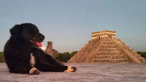 ¿Conoces a los Canes Sagrados de Kukulcán? Ellos cuidan la Zona Arqueológica de Chichen Itzá
