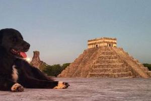 ¿Conoces a los Canes Sagrados de Kukulcán? Ellos cuidan la Zona Arqueológica de Chichen Itzá