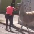 Mujer sorprende al pasear una llama por calles de San Juan del Río, Querétaro