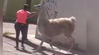 Mujer sorprende al pasear una llama por calles de San Juan del Río, Querétaro