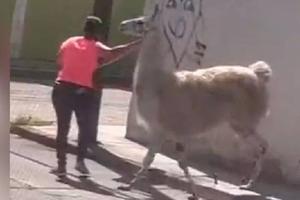 Mujer sorprende al pasear una llama por calles de San Juan del Río, Querétaro