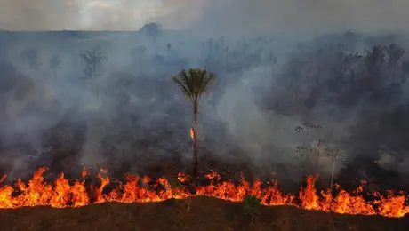Incendios en la Amazonía aumentan 253%: Brasil investiga posibles quemas provocadas