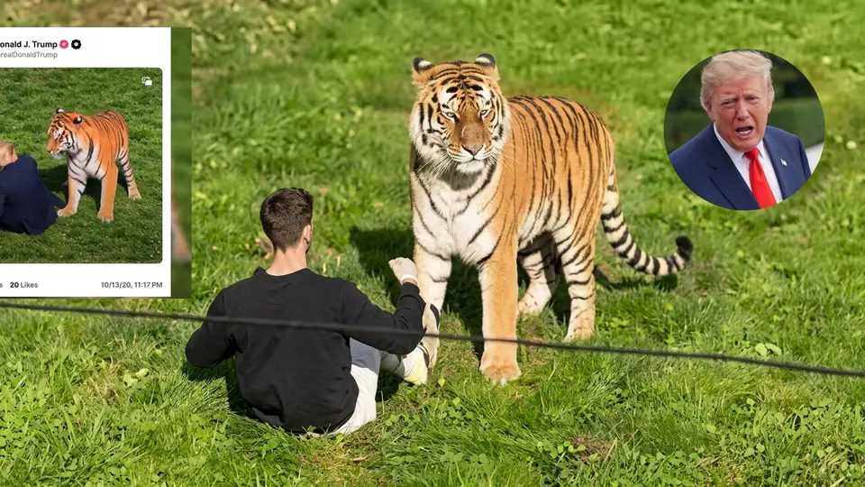 Trump causa polémica, tras difundir el ataque mortal de un tigre a un joven