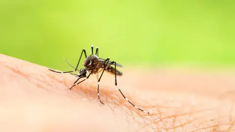 Autoridades sanitarias internacionales alertaron sobre el incremento de casos de fiebre amarilla en varios países de América./ Pixabay