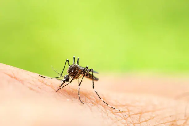 Autoridades sanitarias internacionales alertaron sobre el incremento de casos de fiebre amarilla en varios países de América./ Pixabay