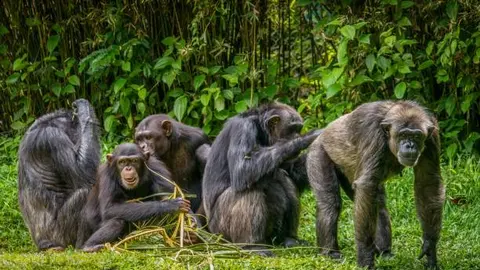 Los chimpancés se separaron en dos bandos: occidental y central./ Pixabay