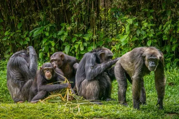 Los chimpancés se separaron en dos bandos: occidental y central./ Pixabay