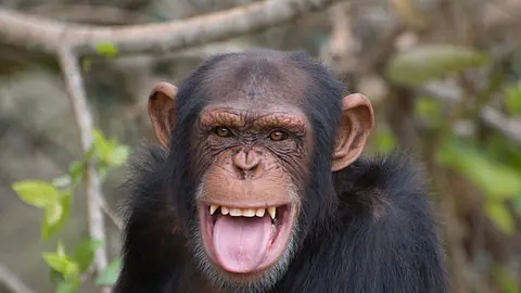 ¿Guerra entre chimpancés? Comunidad de Ngogo se divide y desata violencia mortal en Uganda