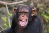 ¿Guerra entre chimpancés? Comunidad de Ngogo se divide y desata violencia mortal en Uganda