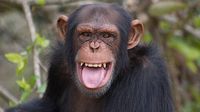 ¿Guerra entre chimpancés? Comunidad de Ngogo se divide y desata violencia mortal en Uganda