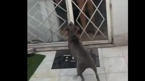 La presencia de un perro pitbull detonó la discusión entre las vecinas en el conjunto habitacional. / RS