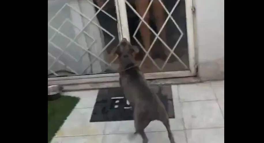 La presencia de un perro pitbull detonó la discusión entre las vecinas en el conjunto habitacional. / RS