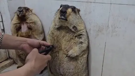 Marmotas causan sensación en redes mientras les cortan las uñas