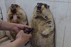 Marmotas causan sensación en redes mientras les cortan las uñas