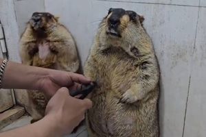 Marmotas causan sensación en redes mientras les cortan las uñas