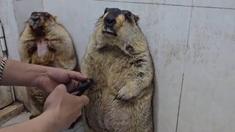 Marmotas causan sensación en redes mientras les cortan las uñas