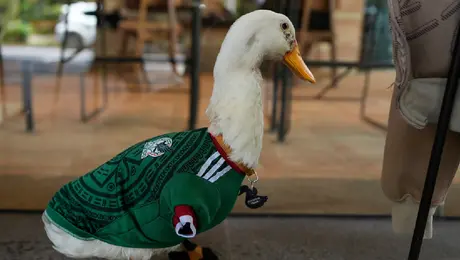 Felipe Calderón estalla ante FIFA por nombrar embajador al pato Merlín