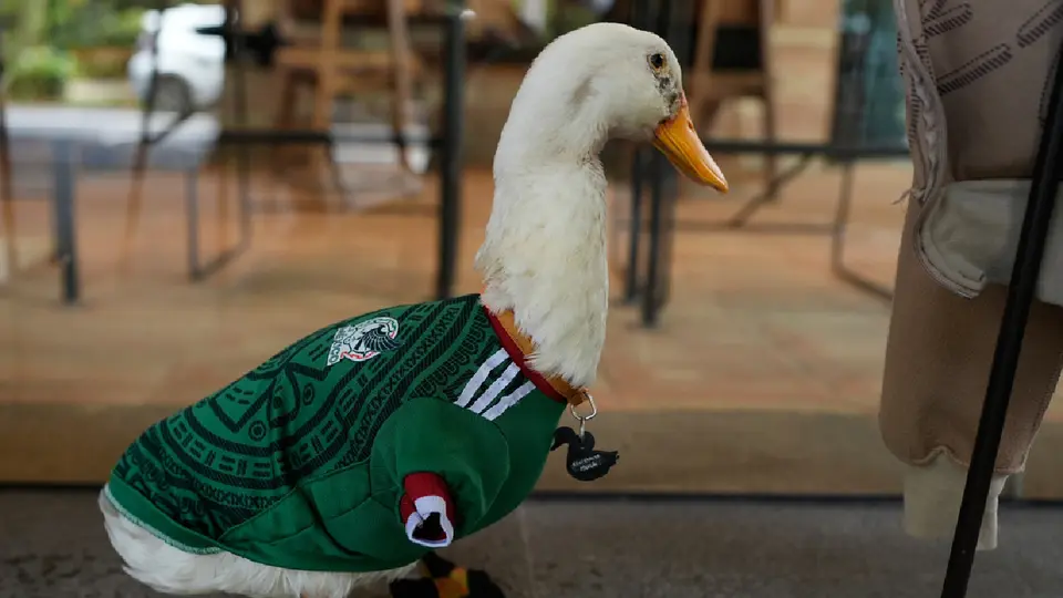 Merlín, el pato mexicano mundialista. / AP