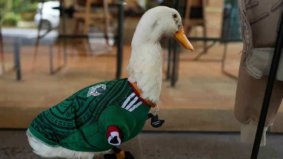 Merlín, el pato mexicano mundialista | AP