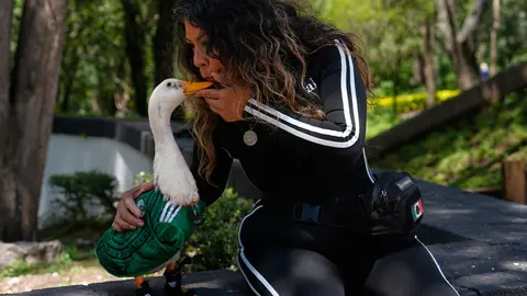 Merlín, el pato mexicano mundialista | AP