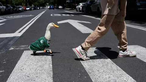 Merlín, el pato mexicano mundialista | AP